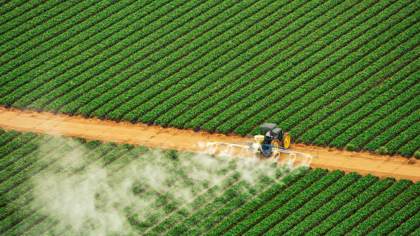 Best Ant Control Services  in Central City, IA